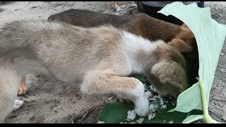 マシンガンの様な速度で豚肉を食べるBinちゃん家の野良犬【クッキングフィリピーナ】猫と食べる【日本語字幕】