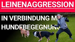 Dein Hund flippt aus ⁉️ Leinenaggressionen bei Fremdhundebegegnungen 💥🐶 Praxisbeispiel ✅