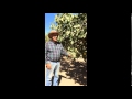 Welcome to the Fig Orchard: The Drought & Figs