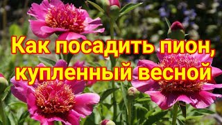 Как посадить пион, купленный весной