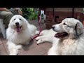 お客さんにたくさん遊んでもらったルンルンとアランとベルです　great pyrenees　グレートピレニーズ