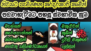 ඔබේ නිවස තුල හා අවට සිටින කරදරකාරි කෘමීන් පලවාහැරීමට පහසු ස්වභාවික ක්‍රම | ස්වභාවික කෘමි විකර්ෂක