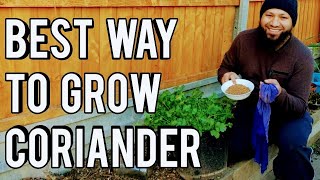 What's The Best Way To Grow Coriander (Cilantro)? How To Grow Coriander Start To Finish