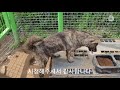 호피진돗개 호비~탄호랑 자견볼수있지 20일후에 볼수있길 바란다^^korean jindo dog.