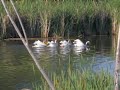 synchronized pelicans