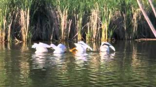 Synchronized Pelicans