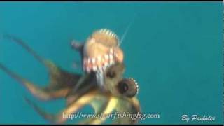 Two for the price of one! Spearfishing Octopus double