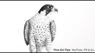 How to Make Your Blacks Really Black - Drawing a Peregrine Falcon