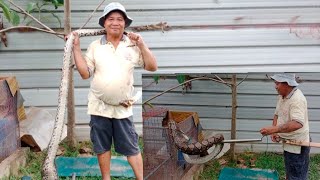 SANGAT HEBAT AKSI AKI NANGKA TANGKAP ULAR SAWA  MAKAN BAPAK AYAM DIA //