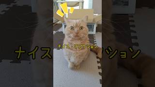 【今年一番のリアクションをするマンチカン】 #shorts #猫 #ねこ #cat