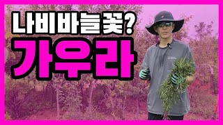 나비바늘꽃이라 불리는 가우라 ㅣ 선영이네 꽃과 나무