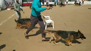 The Dog Show 🐕🐾 in Aurangabad _CH Sambhajinagar