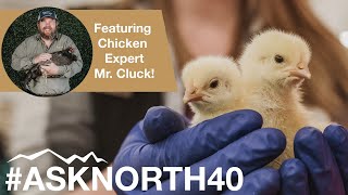 Expert Advice on choosing a Chick Starter Feed: Medicated vs. Non-Medicated