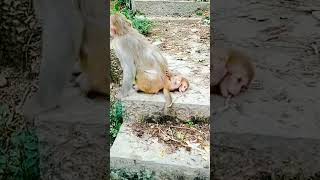 Monkeys, Baby monkey videos #BeeLeeMonkeyFans #Shorts 146