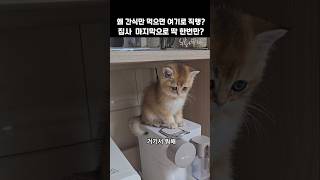 왜  간식만 먹으면 여기로 직해? 집사 마지막으로 딱 한번만? 제발