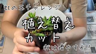 【多肉植物・セダム】虹の玉チャレンジ2か月経過