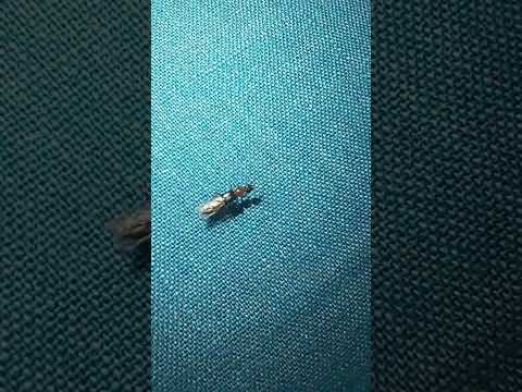 What is a tiny bug with wings?