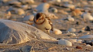 Filming the Feathers: Snow Buntings