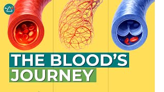 Blood Vessels Explained: Arteries, Veins, and Capillaries Lesson