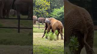 Besnoitiosis Elephant 🐘/#New/#Trending/#Shorts