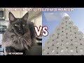 How High Can MaineCoon Cats Jump? Ft. The Toilet Paper Challenge
