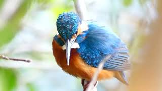 至近のカワセミ　Common Kingfisher