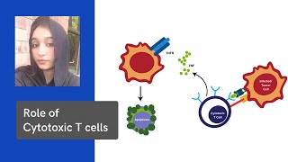 Role of Cytotoxic T cells ( explained in Urdu and Hindi )