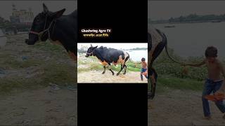 #ytshorts #cow #hate #goru #bull #গরু #গরুর_হাট #গরুর  #cowunloading #cows #cowvideos #গরু #হাট #caw