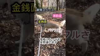 飼いやすい大型犬は？　#大型犬のいる生活 #シベリアンハスキー