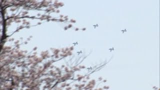 航空自衛隊ブルーインパルスと満開の桜が共演♪　花見客も興奮！「生で見られて良かった」【新潟】 (22/04/10 18:00)