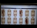 Project #2     Memory Game in Javascript