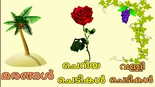 tree names malayalam/ മരങ്ങൾ/ചെറിയ ചെടികൾ /വള്ളി ചെടികൾ