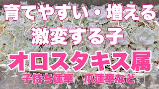 『多肉植物』『ガーデニング』246   育てやすくて、増える増える‼️我が家のオロスタキス属（子持ち蓮華・爪蓮華など）