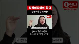 말레이시아의 화교