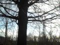 Psychic Bob Explores Tree Scrying