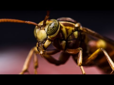Macro Photography - Hornet - Studio shot - walk-through Macro Photography - Hornet - Studio shot - walk-through