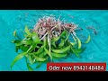 തൊണ്ടും കരിയുo ഇല്ലാതെ ഈസിയായ പോട്ടിoങ് fast growing orchid plant ideas best orchid planting method