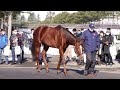 セイウンコウセイ seiun kosei アロースタッド種牡馬展示会2022