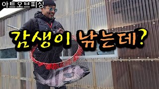 감성돔 낚는데 돌돔 5짜가 물어주네요 (ft. 프레임 )