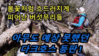 어마무시한 아름드리 고사목에 봄꽃처럼 흐드러지게 피어난 버섯무리들,  그런데 아무도 예상 못했던 다크호스, 뜻밖의 선물 끝판왕 등장! #버섯산행 #mushroomhunting