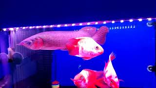 Batik Arowana - พาชมปลาแดงสวย 2 ตัวที่ร้านพี่โหน่ง