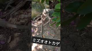 ルンピニ公園と言えばミズオオトカゲでしょ^^【Thailand2023】