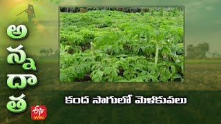 కంద సాగులో మెళకువలు | Tips for cultivation of elephant foot yam #sowing tips #seed rate | ETV