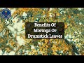 Benefits Of Moringa Leaves | Miracle Tree