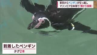 東京からペンギンたちがお引越し 1年間の「預かり飼育」【新潟】スーパーJにいがた9月22日OA