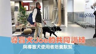 【導盲犬上課趣 Ep.37】 #導盲犬 Joe的共同訓練 與導盲犬使用者培養默契