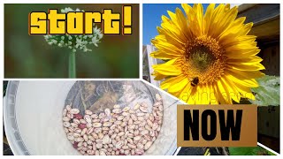 WHY YOU SHOULD START SAVING GARDEN Seeds|allotment vlogss ‘24