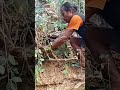 Satu tempat ada dua bahan bonsai#shorts