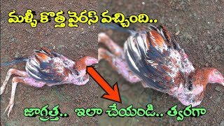 మళ్ళీ కొత్త వైరస్! వచ్చింది. New Virus in Attacks in Hen's