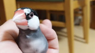 ウチの桜文鳥 マメ　同じように見えるけど けっこう感情がある気がする顔